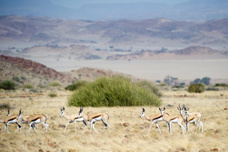 Namibia, Twyfelfontein, Damaraland Camp, Game Drive, Impalas