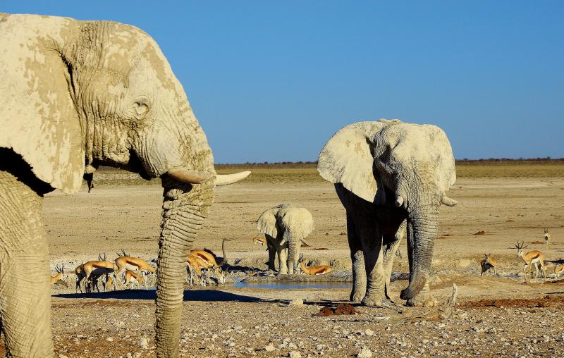 Namibia, Namib Wüste, Game Drive, Tiere am Wasserloch - © Sense of Africa