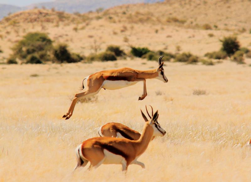 Namibia, Damaraland, Game Drive, Springbock ©Sense of Africa