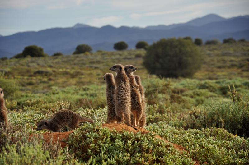 Südafrika, Erdmännchen