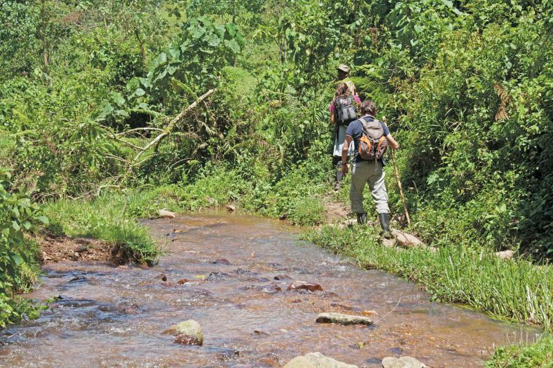 Uganda, Bwindi Impenetrable National Park, Walking Safari