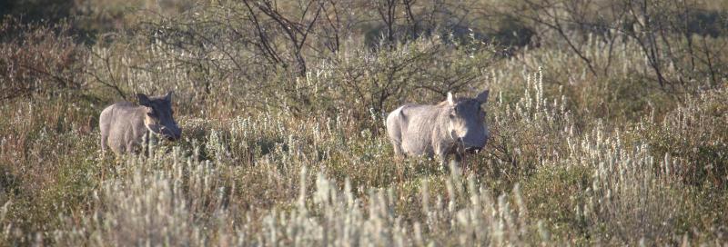 Namibia, Etosha Nationalpark, Game Drive, Warzenschweine