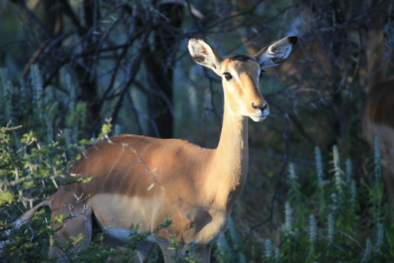 Namibia, Etosha Nationalpark, Game Drive, Schwarznasen Impala
