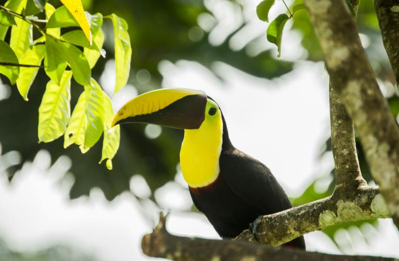 Costa Rica, Quebrada Arroyo, Los Campesinos