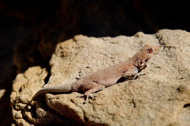 Namibia, Twyfelfontein, Damaraland Camp, Game Drive