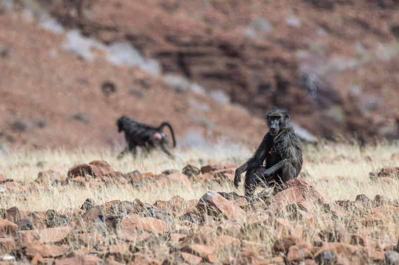 Namibia, Twyfelfontein, Damaraland Camp, Game Drive, Affen