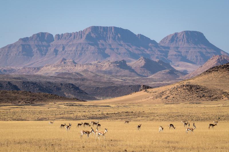 Namibia, Twyfelfontein, Damaraland Camp, Game Drive, Impalas