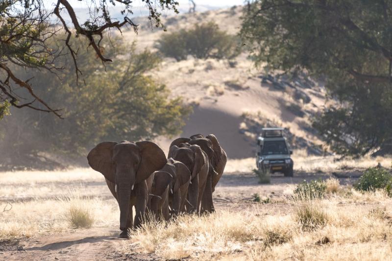 Namibia, Twyfelfontein, Damaraland Camp, Game Drive, Elefanten