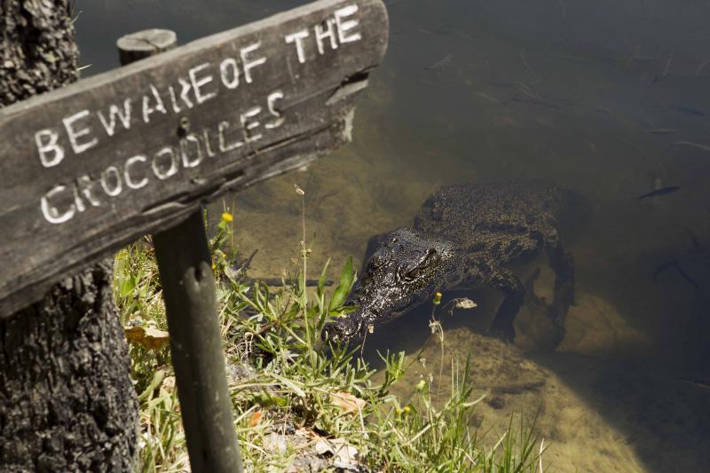 Botswana, Moremi Game Reserve, Camp Xakanaxa, Bushwalk, Safari, Gamedrive, Krokodil