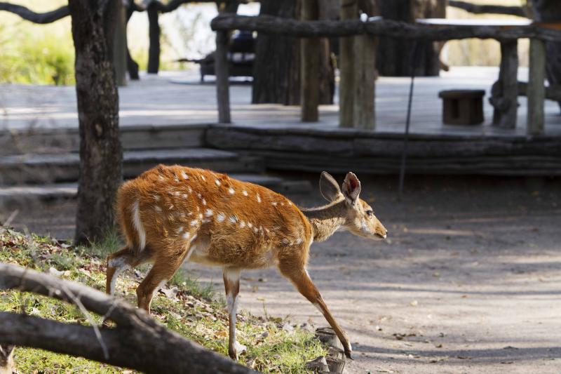 Botswana, Moremi Game Reserve, Camp Xakanaxa, Impressionen, Wildbeobachtungen