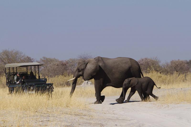 Botswana, Moremi Game Reserve, Camp Xakanaxa, Safari, Game Drive, Elefant, Ranger