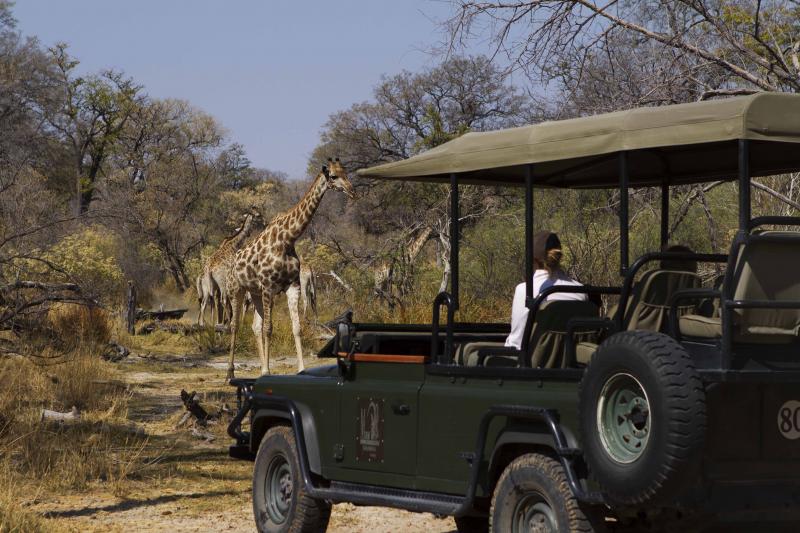 Botswana, Moremi Game Reserve, Camp Xakanaxa, Safari, Game Drive, Giraffe, Ranger