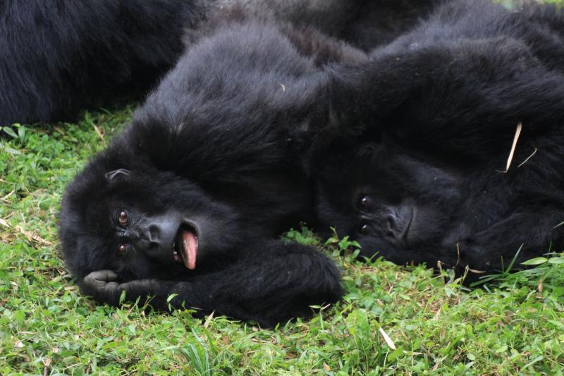 Bwindi Nationalpark, Gorillas