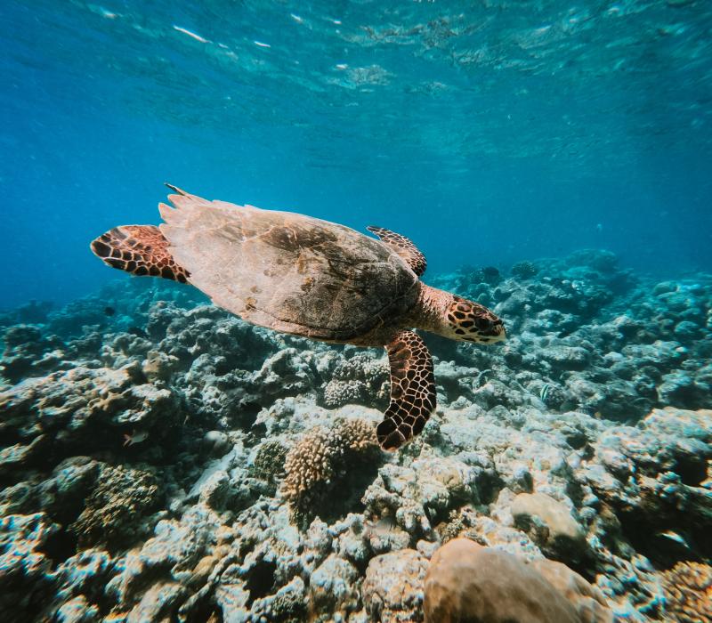 Malediven, Joy Island Maledives Wassersport,Tauchen