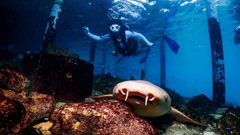 Malediven, Joy Island Maledives Wassersport,Tauchen