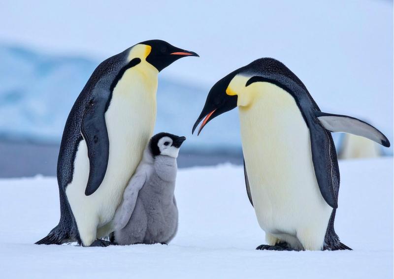 Antarktische Halbinsel