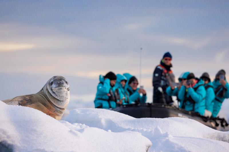 Antarktis, Ausflug, Robbe