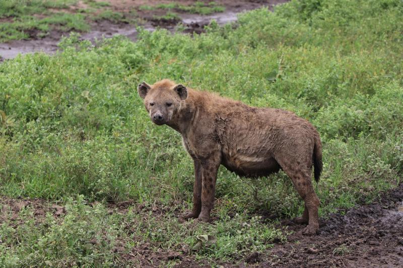 Tansania, Nyerere-Nationalpark, Hyäne