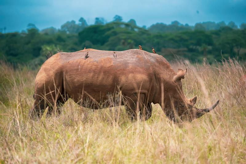 Tansania, Nyerere-Nationalpark, Nashorn