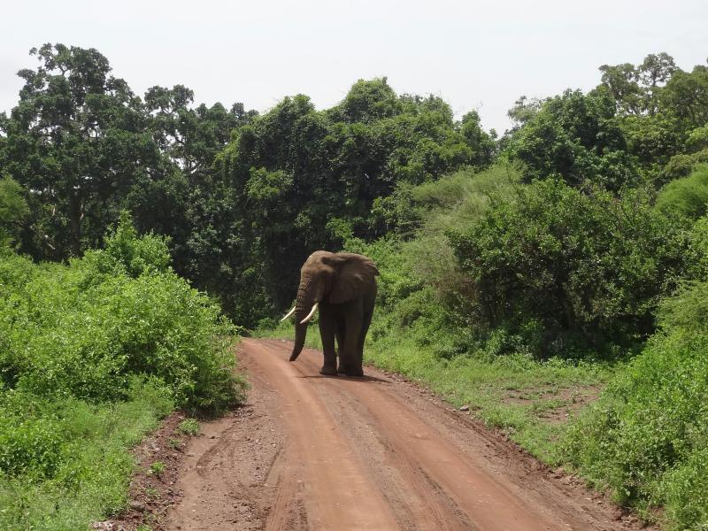 Tansania, Nyerere-Nationalpark, Elefant