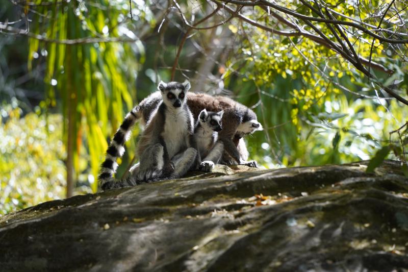 Madagaskar, Isalo Nationalpark, Katta-Lemuren