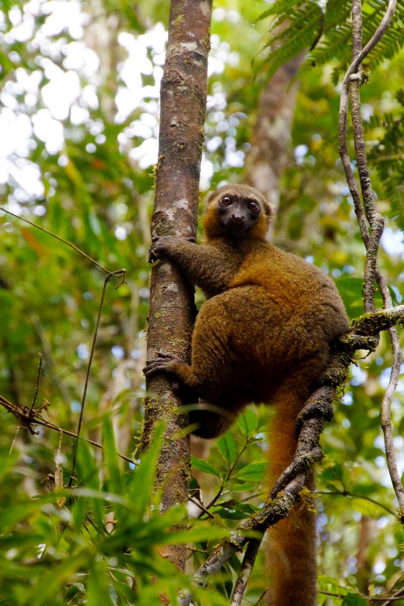 Madagaskar, Ranomafana Nationalpark, Goldenen Bambuslemur