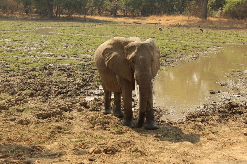 Tansania, Sansibar, Saadani Nationalpark, Elefant