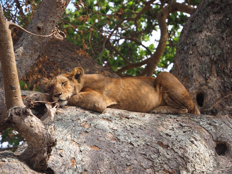 Tansania, Sansibar, Saadani Nationalpark, Löwe