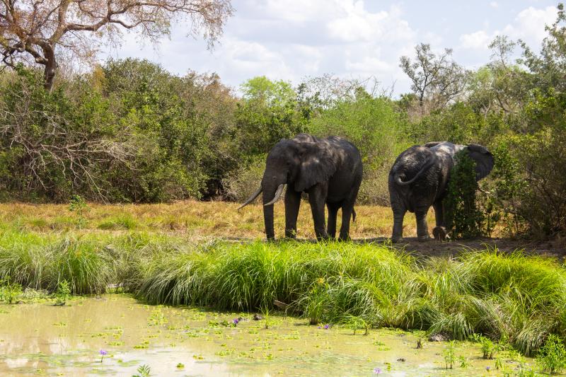 Tansania, Selous Nationalpark, Africa Safari Selous Lodge, Elefanten am Wasserloch