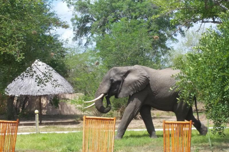 Tansania, Selous Nationalpark, Africa Safari Selous Lodge, Impressionen, Elefant im Resort