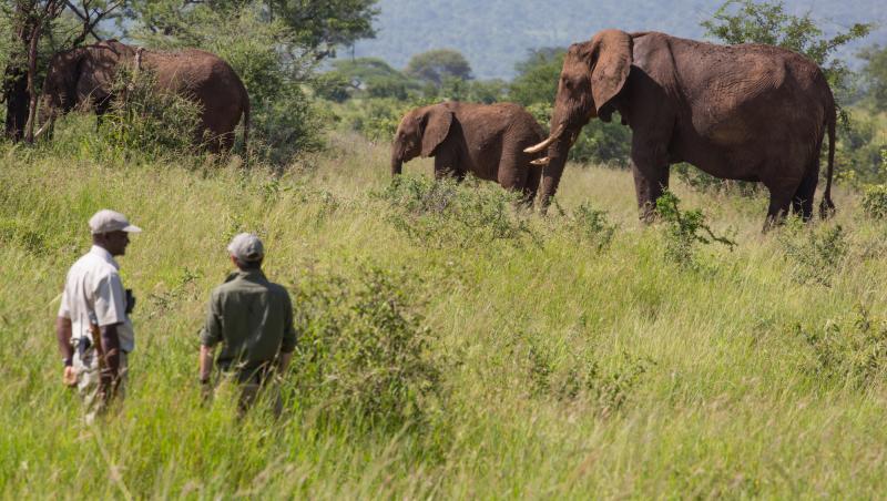 Tansania, Tarangire Nationalpark, Tarangire Treetops Lodge, Bush Walk